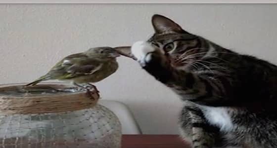 فيديو غريب لقط يحاول مداعبة عصفور