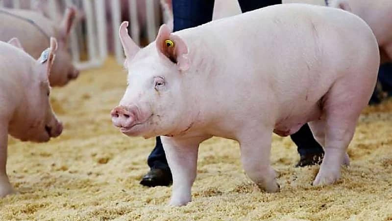 إيطاليا تكتشف إصابة بحمى الخنازير الإفريقية شمالي البلاد