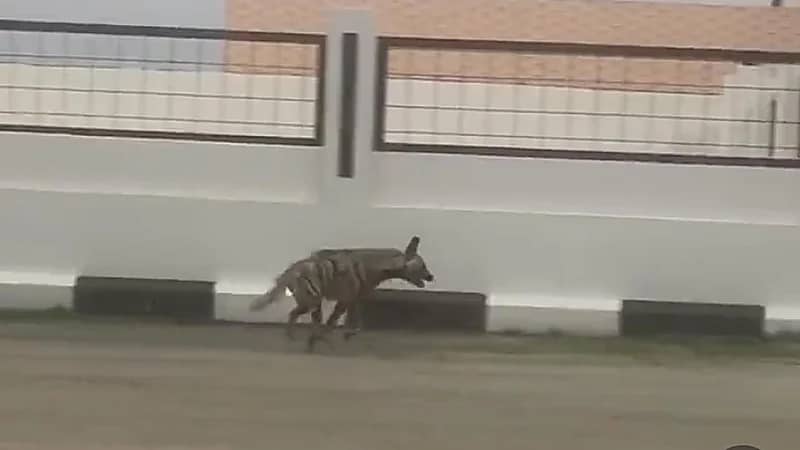 بالفيديو.. ضبع يتجول في أحد أحياء تنومة بعسير