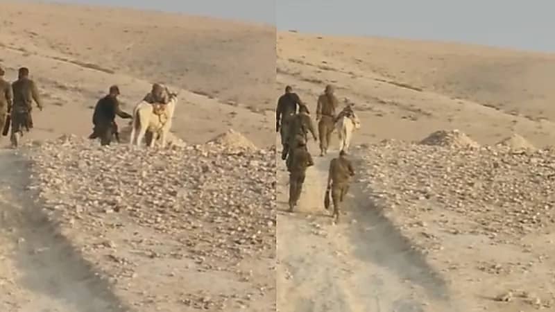 شاهد..إسرائيل تعتقل حماراً