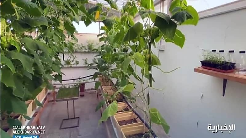 "مواطن" يحول سطح منزله لمزرعة ويبتكر جهاز للزراعة عبر الموجات فوق الصوتية (فيديو)