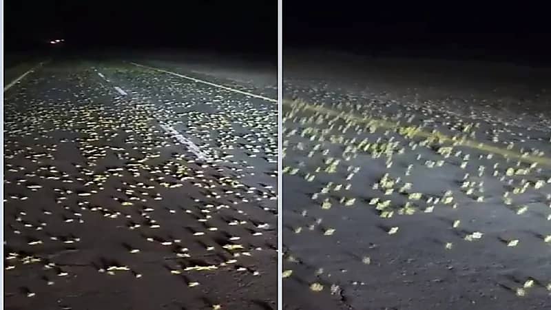 أسراب من الجراد تغطي شوارع عفيف..فيديو