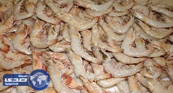 ⁠⁠⁠" الربيان " ينعش حركة الصيد في الخليج العربي