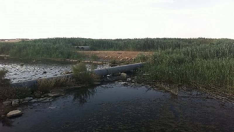 بالفيديو .. أستاذ الكيمياء : بحيرة الصرف الصحي تهدد أهالي القريات بالأوبئة ومرض الملاريا