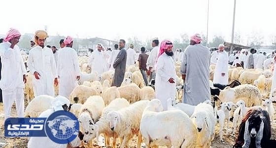انتعاش أسواق المواشي بتهامة عسير