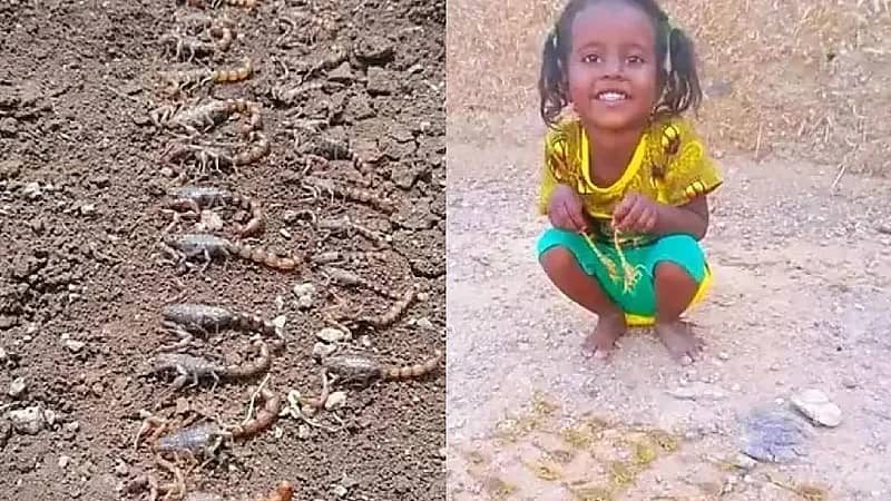 ‎طفلة محاطة بالعقارب تثير ضجة واسعة عبر مواقع التواصل