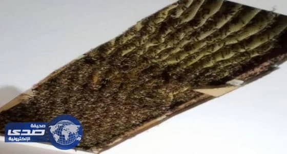 بالفيديو.. 120000 نحلة ضيوف بالإكراه يعيشون بسقف غرفة الجلوس