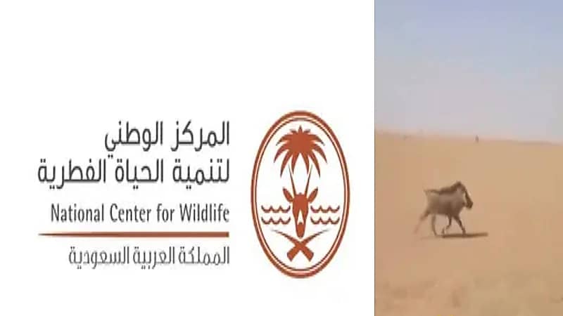 توضيح من الحياة الفطرية بخصوص مقطع مطاردة خنزير بري