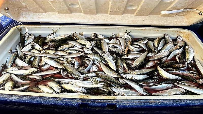 ضبط مواطن ومقيم بحوزتهما شباك صيد محظورة في جدة