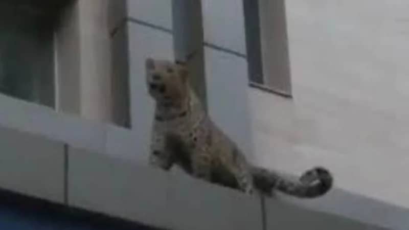 شاهد.. فهد بري يهاجم شرطيًا ويثير الزعر