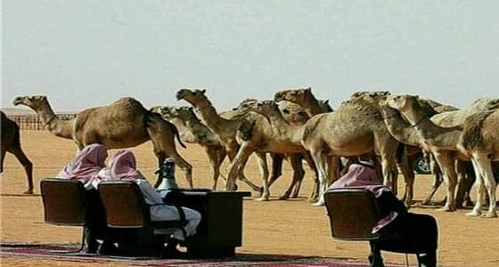 " البيئة " تسجل حالات تغيب للإبل وللشريحة في مهرجان الملك عبدالعزيز للابل