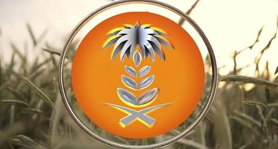 المؤسسة العامة للحبوب تطرح مناقصة لاستيراد 715 ألف طن قمح