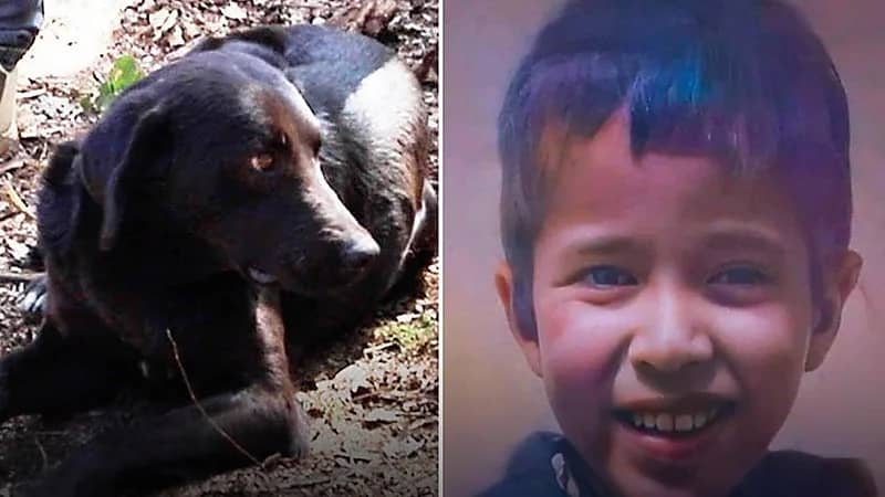 "كلب" وفي يحضر جنازة الطفل ريان ويرفض مغادرة قبره