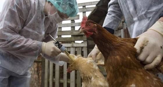 وفاة " 16 " شخص بوباء يشبه " أنفلونزا الطيور " في صنعاء