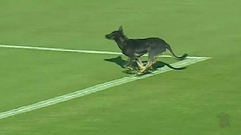 بالفيديو .. كلب ضخم يقتحم مباراة مصرية في بث مباشر