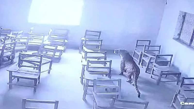 بالفيديو.. فهد يقتحم فصل دراسي ويصيب طالب