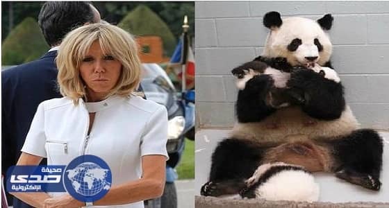 عقيلة ماكرون ترعى طفل باندا في حديقة حيوان فرنسا