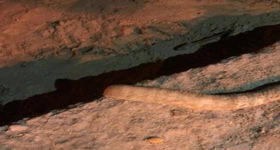 بالفيديو.. هجوم أفعى على مواطن بشاطئ نصف القمر وحرس الحدود يتدخل