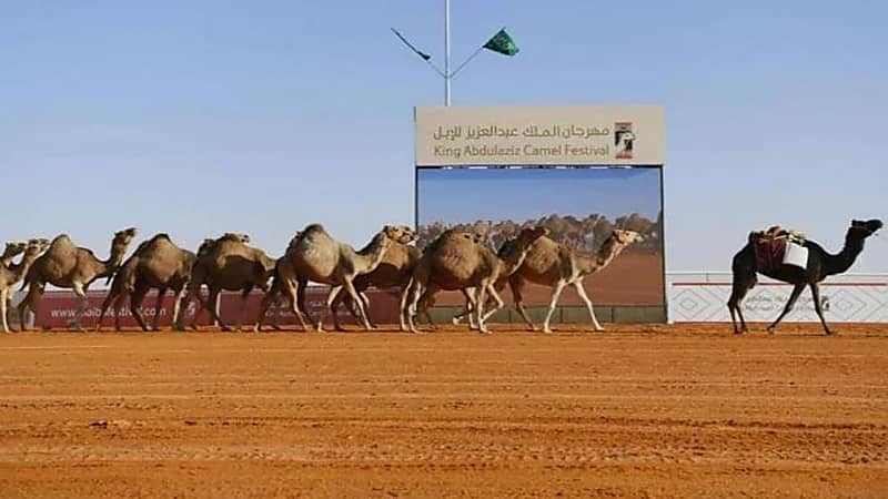 ضوابط السماح ببيع الإبل المشاركة في فئة كأس النادي