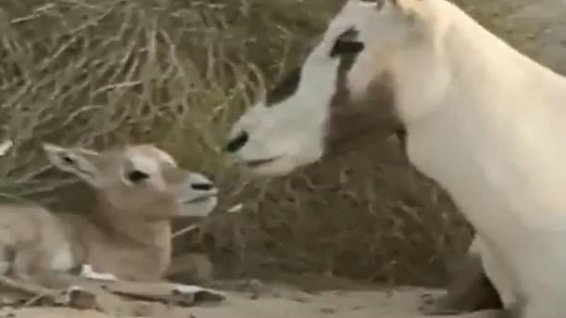 الحياة الفطرية تنشر فيديو لولادة أول طلاء للمها العربي بمنتزه ابقيق