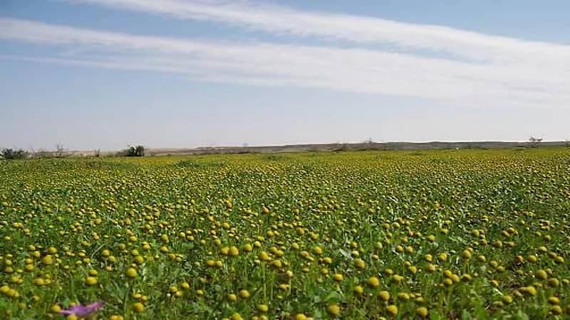 "الأرصاد": اليوم هو أول أيام فصل الربيع ارصاديًا