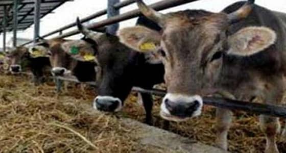 كوريا الجنوبية تؤكد ظهور أول حالة لمرض الحمى القلاعية