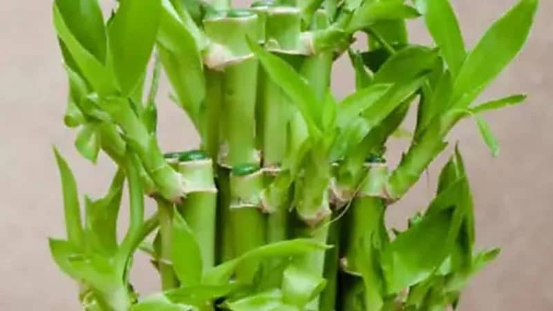 الخيزران المحظوظ: نبتة الديكور التي تجلب البهجة والحظ