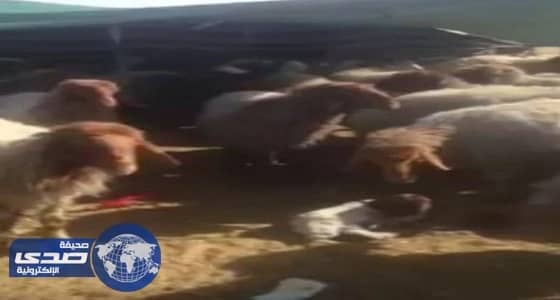 بالفيديو.. الإطاحة بسارقي الماشية بحفر الباطن