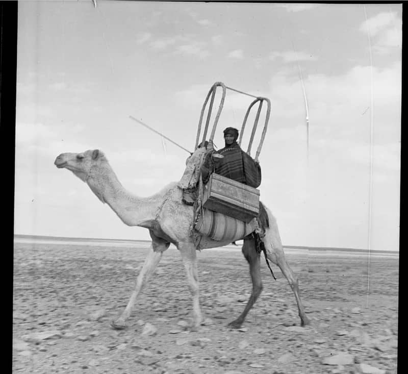 صورة جميلة تستحق التأمل لامرأة مرتحلة على هودج