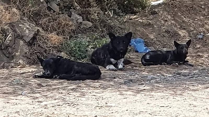 شاهد..كلاب ضالة تهاجم طفلًا أمام منزله بالطائف