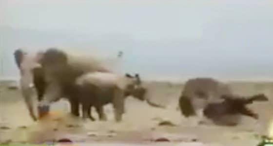 بالفيديو.. فيل ضخم يعاني سكرات الموت وسط حزن أسرته