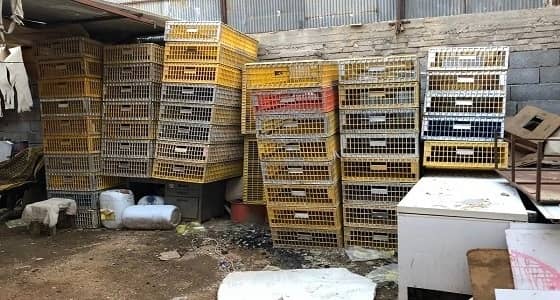 بالصور .. ضبط كميات كبيرة من اللحوم الفاسدة بالشوقية
