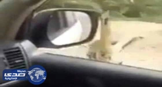 بالفيديو.. مواطن يوثق ريّ مزارع النخيل بالمدينة بمياه الصرف