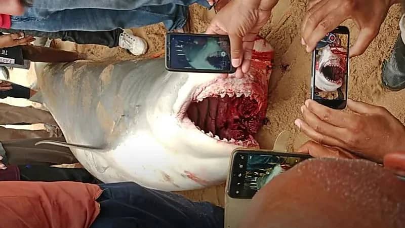 علاء مبارك يوضح أسباب هجوم القرش على سائح الغردقة