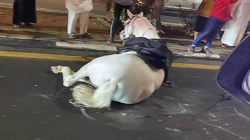 حصان يعرقل حركة السير في الطائف