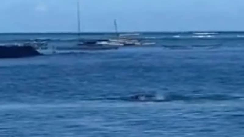 شاهد.. سيدة تتعرض لهجوم مفاجئ من كلب البحر