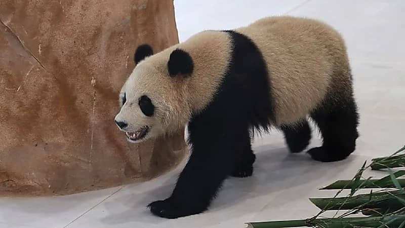 الباندا "سهيل" يتوقع نتيجة المباراة الافتتاحية لكأس العالم