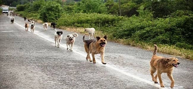 روسيا تكشف عن مخططها لذبح الكلاب الضالة قبل مونديال 2018