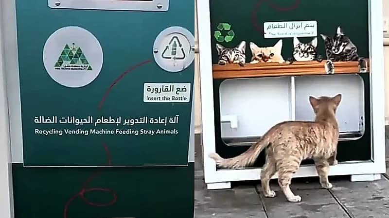 بلدية حائل تُطلق مبادرة لإعادة تدوير المخلفات إلى طعام للحيوانات الضالة.. فيديو