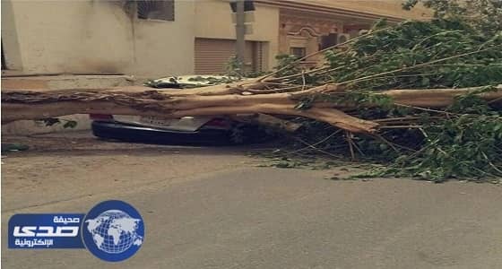 بالصور .. الرياح القوية في جدة تقتلع الأشجار