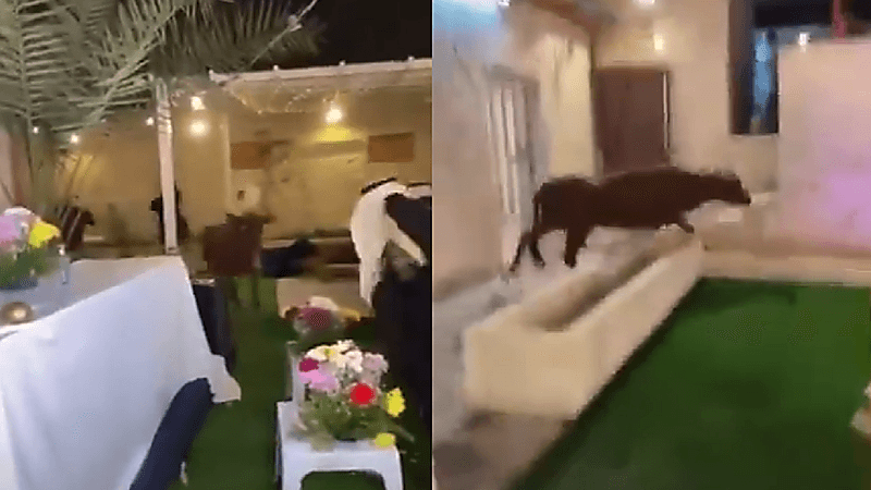 بالفيديو.. ‏بقرة تقتحم أمسية شعرية