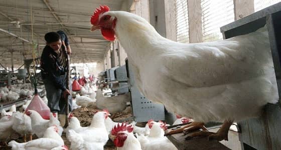 " البيئة " : إصابتين بإنفلونزا الطيور H5N8  في الدمام وضرماء