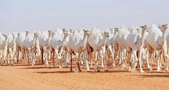 " التجميل والبوتكس " يجتاح عالم الإبل