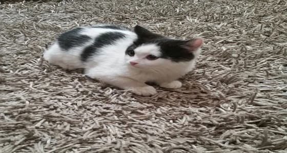 قطة تقتحم قاعة البرلمان التركي وتشارك الأعضاء تعديل الدستور