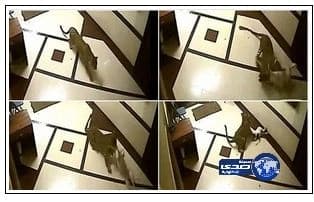 سبب غريب وراء افتراس كلب "المذيعة" المصرية لجارها