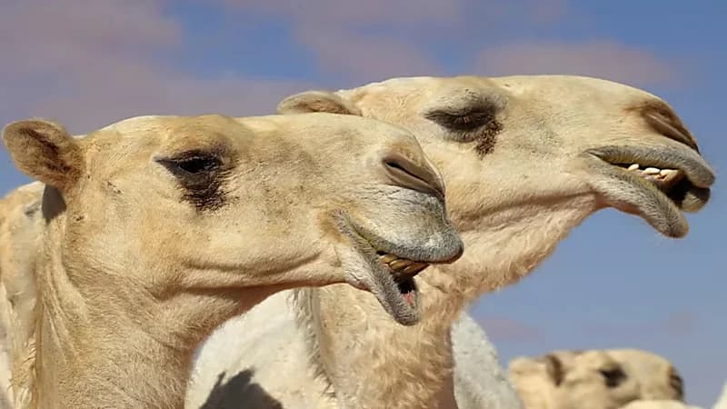 إدراج "الحُداء" كلغة مُخاطبة للإبل ضمن قائمة اليونسكو