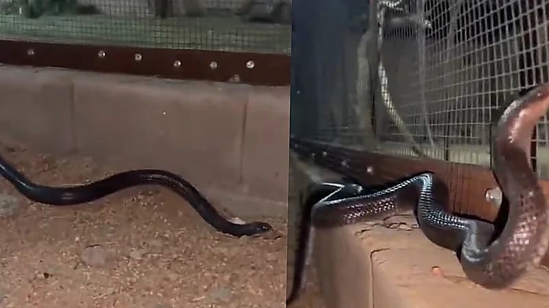 مصور ينجو من هجوم ثعبان خطير في نجران.. فيديو