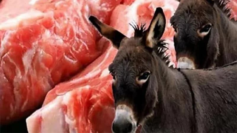 انخفاض أعداد الحمير في مصر وتحذيرات من تسرب لحومها إلى الأسواق