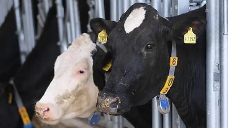 علماء صينيون يستنسخون بقرة "هولشتاين" عالية الإنتاج