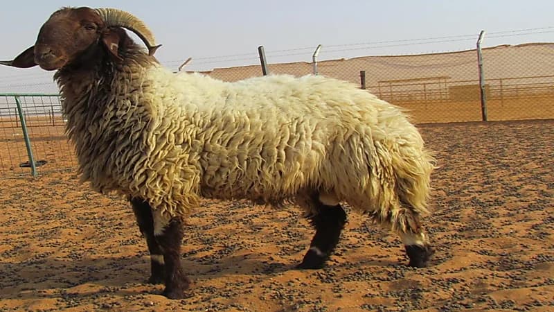 مشهد طريف لخروف يذهب إلى المسلخ بنفسه.. فيديو